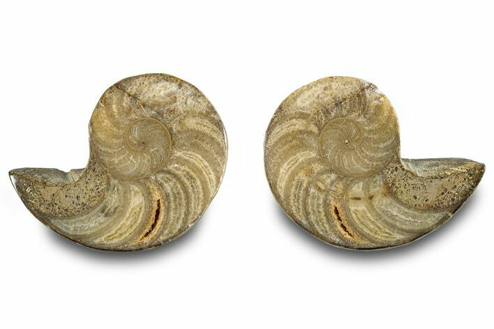 Jurassic Cut & Polished Nautilus (Cymatoceras) Fossil -Madagascar #283123